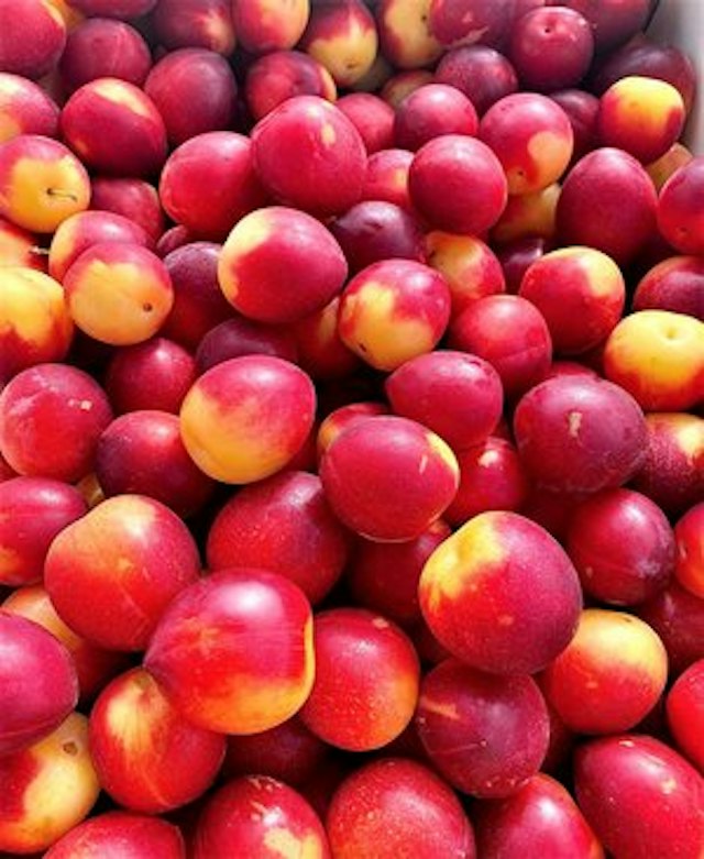 Kiyokawa Family Orchards image 2