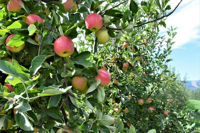 Kiyokawa Family Orchards image 4