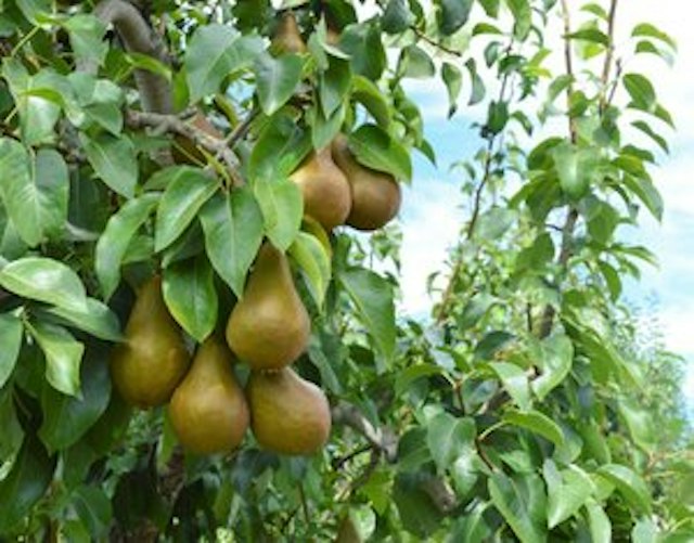 Kiyokawa Family Orchards image 5