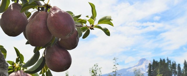 Kiyokawa Family Orchards image 6