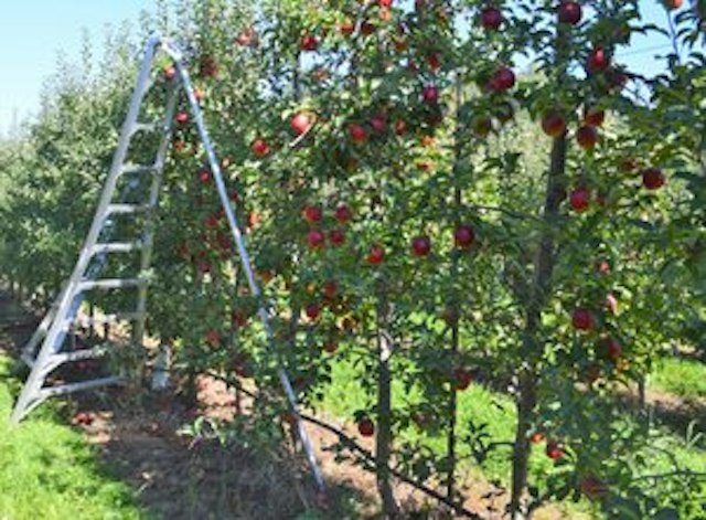 Kiyokawa Family Orchards image 8