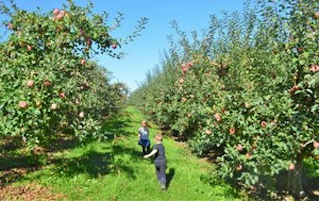 Kiyokawa Family Orchards image 9