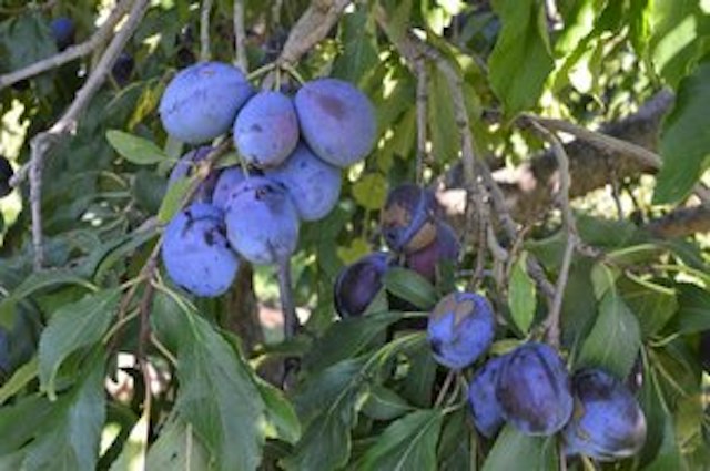 Kiyokawa Family Orchards image 10