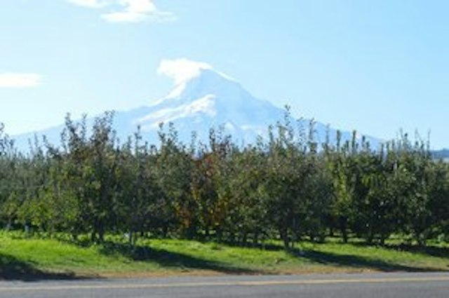 Kiyokawa Family Orchards image 11