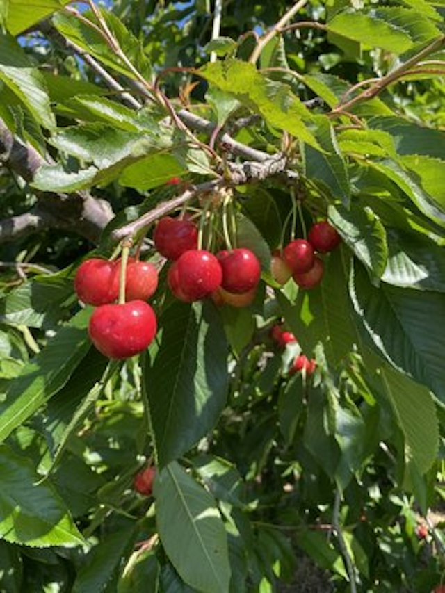 Kiyokawa Family Orchards image 16