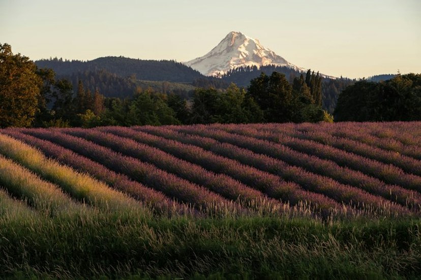 Hope Ranch Lavender image 2