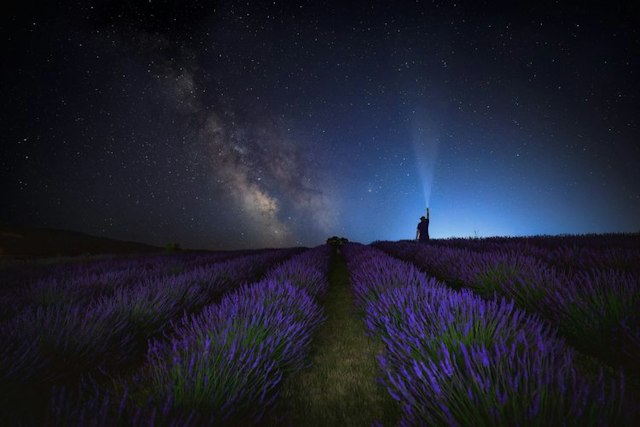 Hope Ranch Lavender image 3