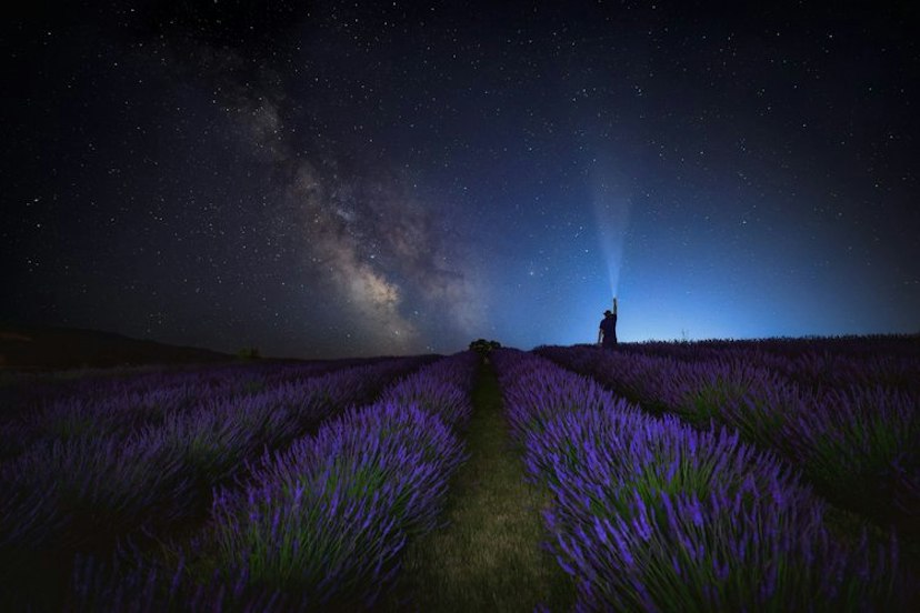 Hope Ranch Lavender image 3