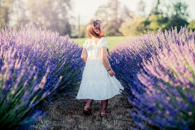Hope Ranch Lavender image 13
