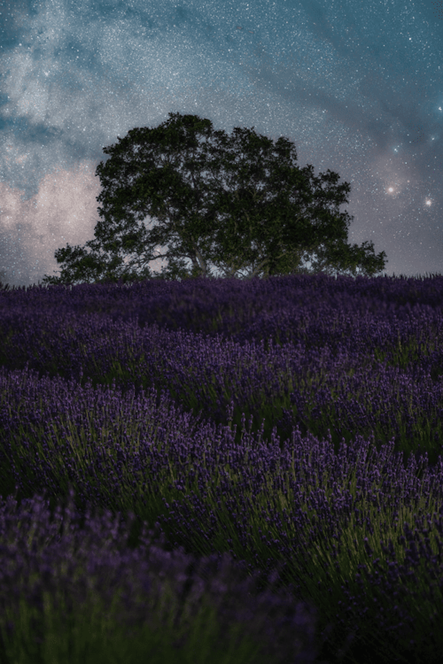 Hope Ranch Lavender image 14