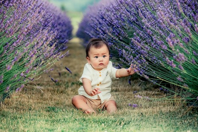 Hope Ranch Lavender image 19