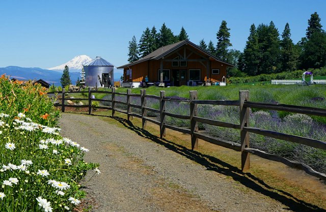 Hood River Lavender image 1