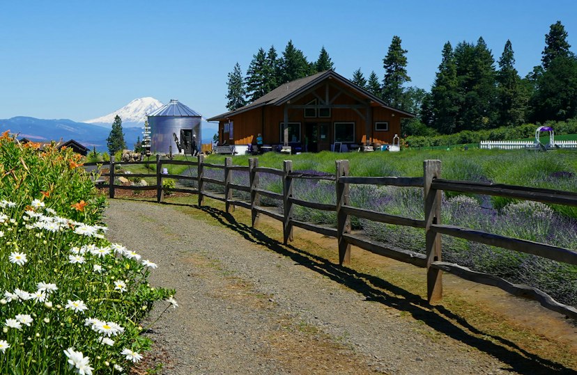 Hood River Lavender image 1