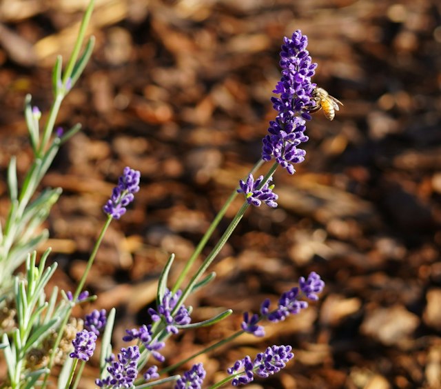 Hood River Lavender image 2
