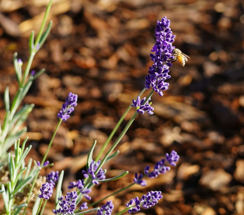 Hood River Lavender image 2
