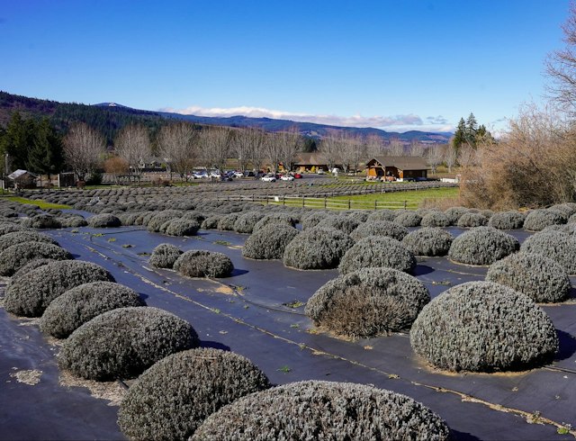 Hood River Lavender image 3
