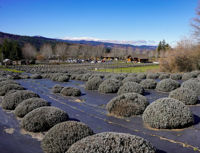 Hood River Lavender image 3