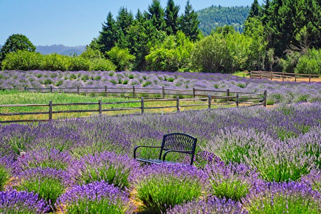 Hood River Lavender image 7