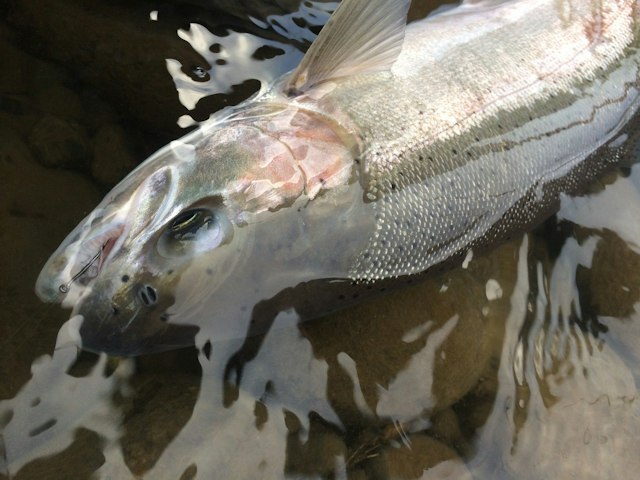 Fish the Swing image 3