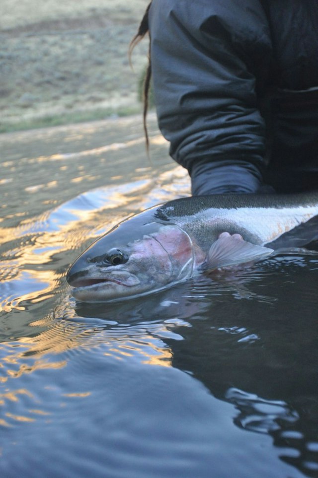 Fish the Swing image 4