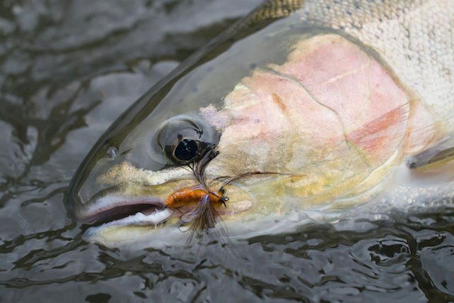 Fish the Swing image 10