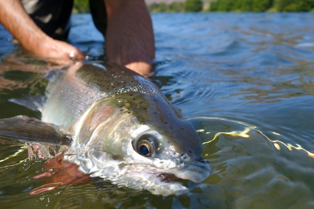 Fish the Swing image 11