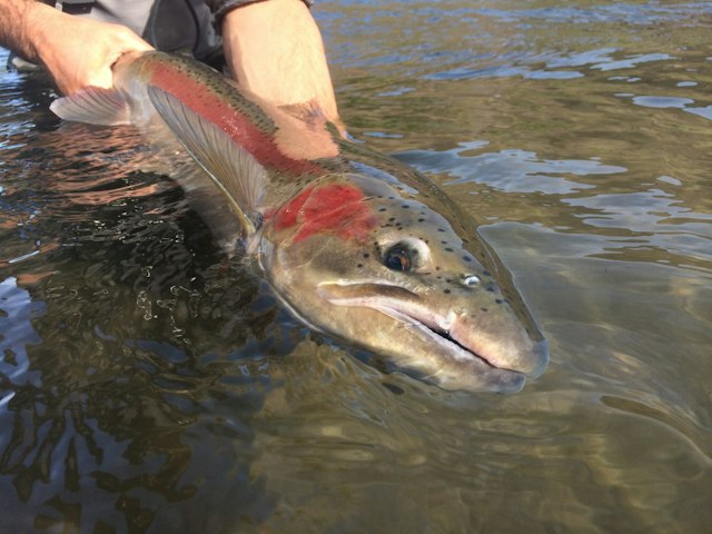 Fish the Swing image 15