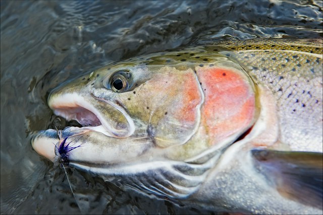 Fish the Swing image 18
