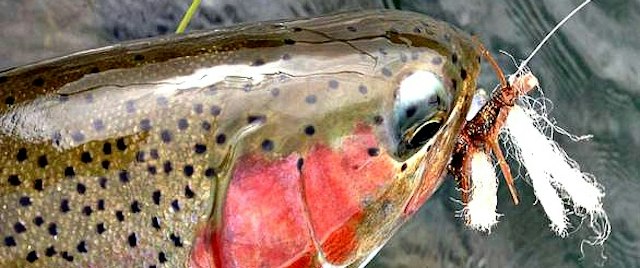 Steelhead Outfitters image 12