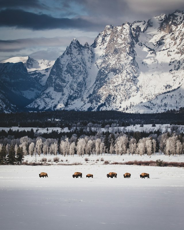 Jackson Hole Mountain Resort - Winter Ski/Snowboard image 5