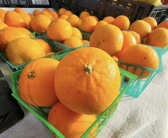 Siesta Key Farmers Market image 4