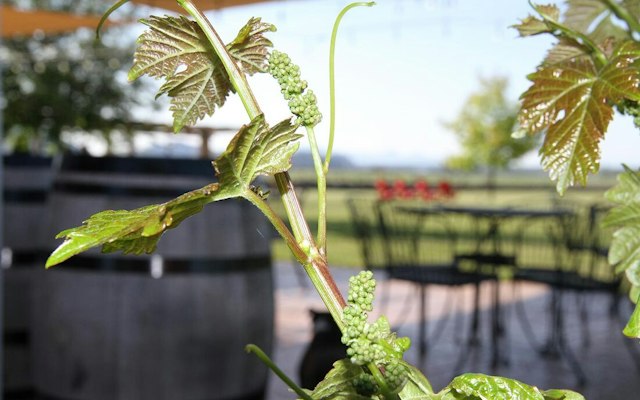 Maragas Winery image 8