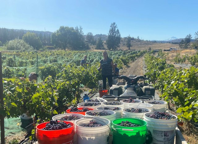 Maragas Winery image 13