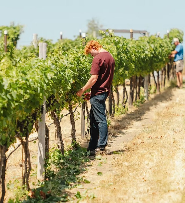 Faith Hope & Charity Vineyards image 1