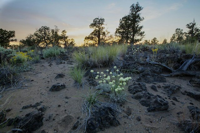 Oregon Badlands Wilderness image 11