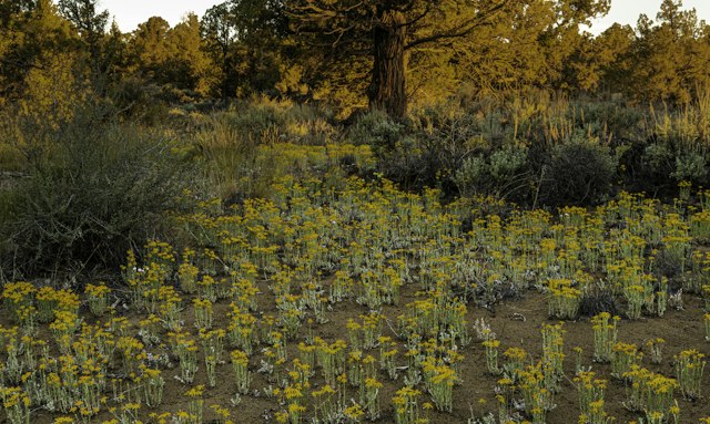 Oregon Badlands Wilderness image 16