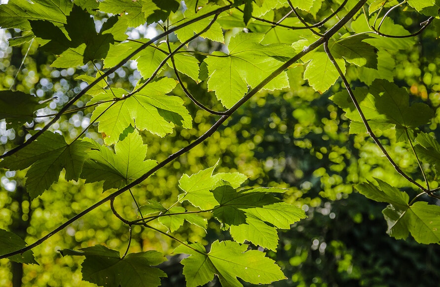 leaf