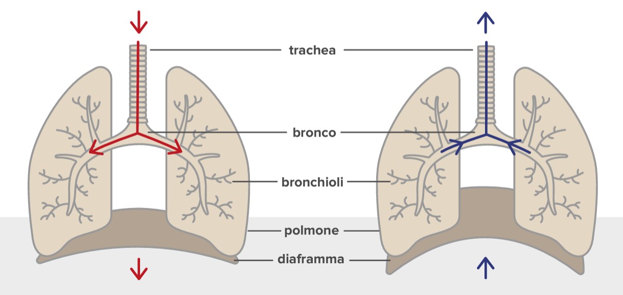 Cosa misura la spirometria?