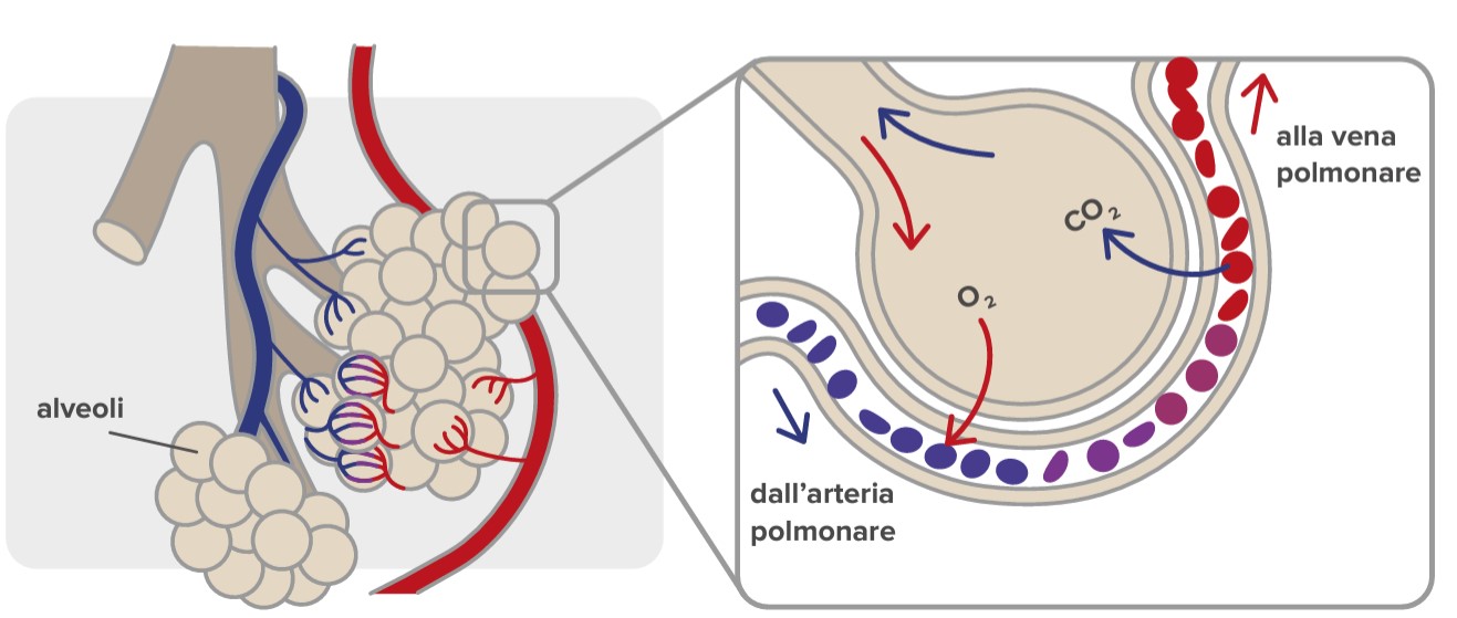 Quando ESPIRIAMO, i muscoli si rilassano e l’anidride carbonica, un prodotto di scarto del metabolismo, viene espulsa.