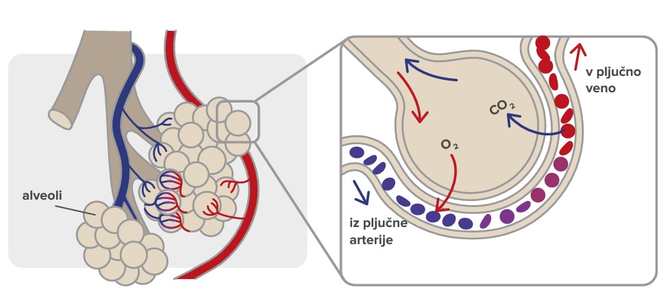 Med izdihom mišice sprostijo gljikov dioksid