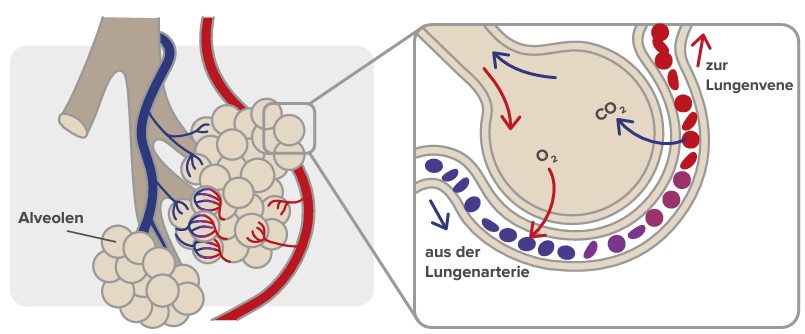 Beim AUSATMEN entspannen sich die Muskeln, und Kohlendioxid, ein Abfallprodukt des Stoffwechsels, wird ausgestoßen. Dafür ist die Elastizität der Alveolen und Bronchien unerlässlich.