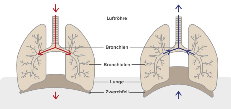 Die Mechanik der Atmung