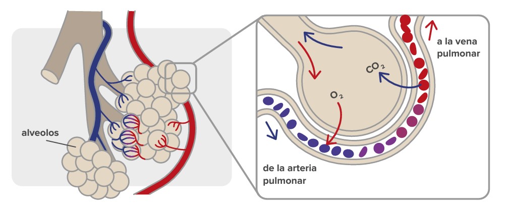 Durante la ESPIRACIÓN, los músculos se relajan, y se expulsa dióxido de carbono, un producto residual del metabolismo