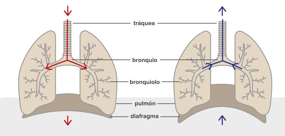 ¿Qué mide la espirometría?