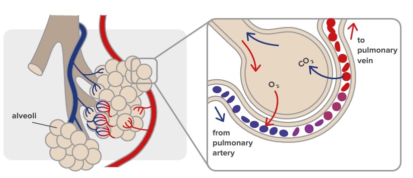 The mechanics of breathing