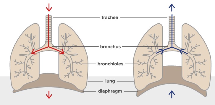 The mechanics of breathing