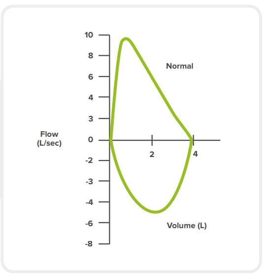 Normal lung function