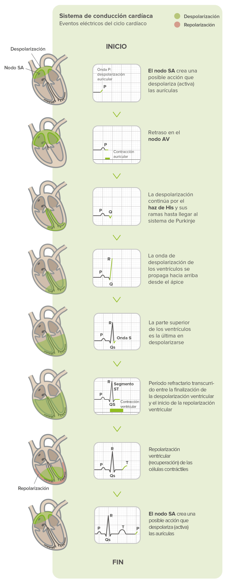 ¿Qué registra un ECG?