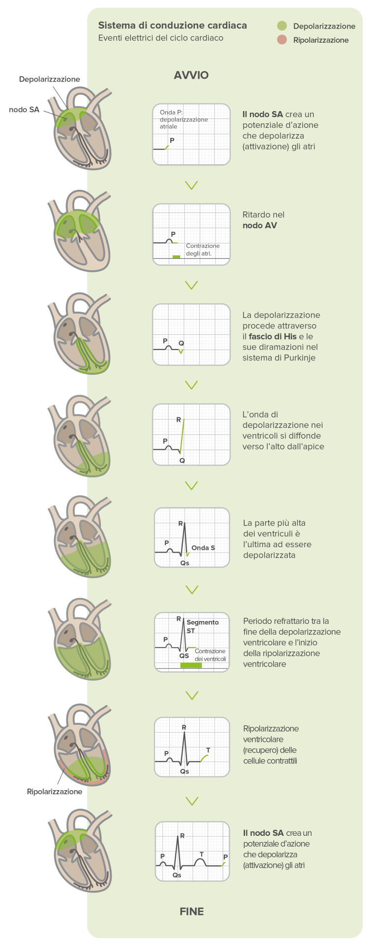 Cosa registra l’ECG?