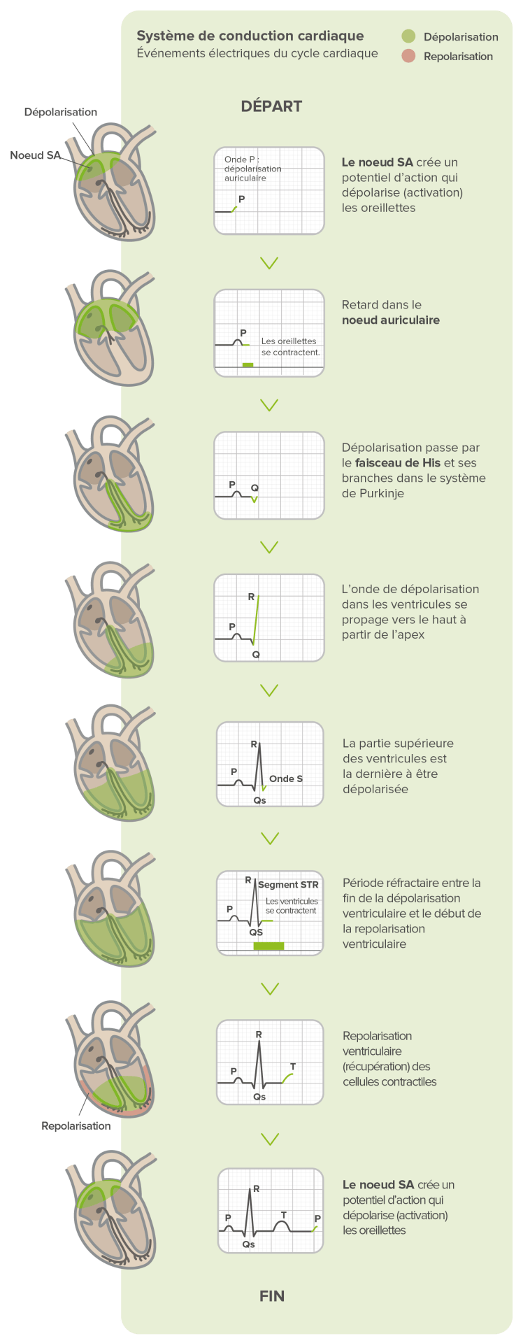 Qu’est-ce qu’un ECG enregistre ?